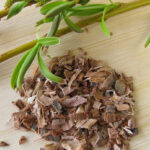 Ob Rinde, Blätter oder Früchte - in Bäumen stecken viele Heilkräfte